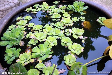 水缸